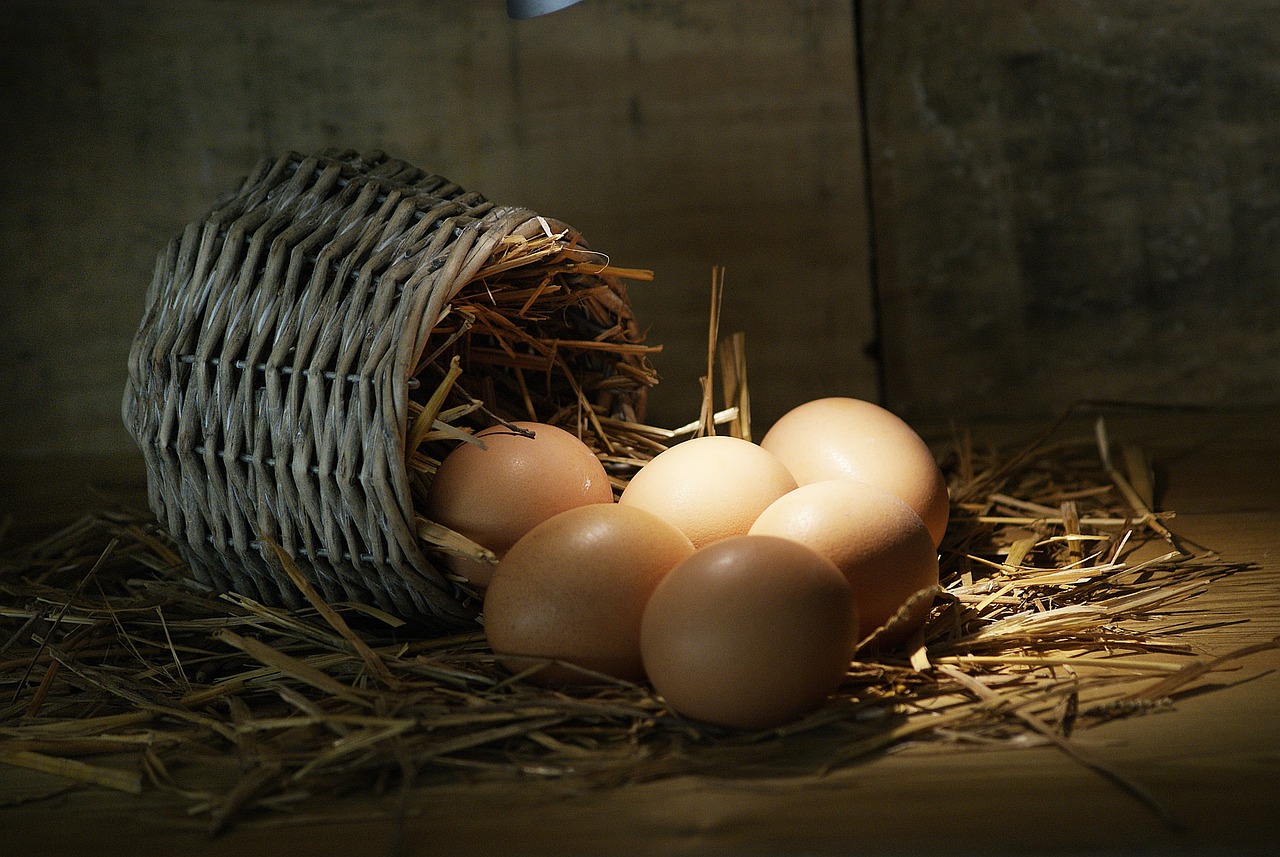 Kuluçkalık Yumurta Satın Al